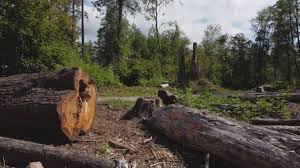 How Our Tree Care Process Works  in  Cordry Sweetwater Lakes, IN